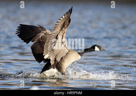 Kanada-Gans, fliegen, landen auf einem Teich. Stockfoto