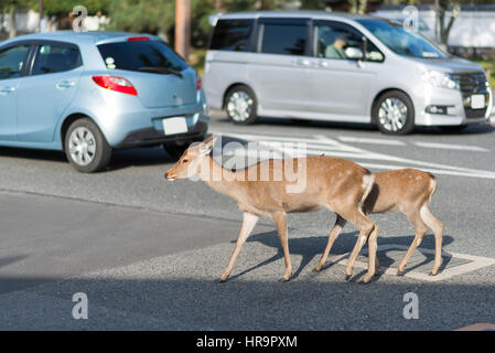 Reh auf einer Straße von Nara, Japan Stockfoto