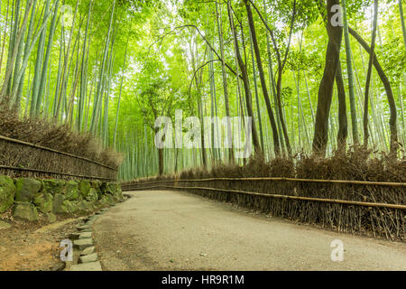 Der Arashiyama Bambushain ist eine der Sehenswürdigkeiten von Kyoto, Japan Stockfoto