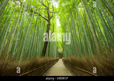 Der Arashiyama Bambushain ist eine der Sehenswürdigkeiten von Kyoto, Japan Stockfoto