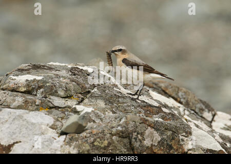 Ein Erwachsener Steinschmätzer (Oenanthe Oenanthe) thront auf einem Felsen mit einer großen Raupe im Schnabel. Stockfoto