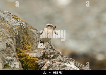 Ein Erwachsener Steinschmätzer (Oenanthe Oenanthe) thront auf einem Felsen mit einer großen Raupe im Schnabel. Stockfoto