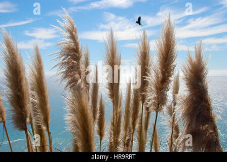 Auf dem Pacific Coast Highway, Highway 1, südlich von Sea Ranch. Mit Blick auf den Pazifischen Ozean und einer steigenden Türkei Geier. Kalifornien. Stockfoto