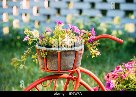 Dekorativer Vintage-Modell Fahrrades alten Korb Blumen Garten. Getönten Foto. Stockfoto
