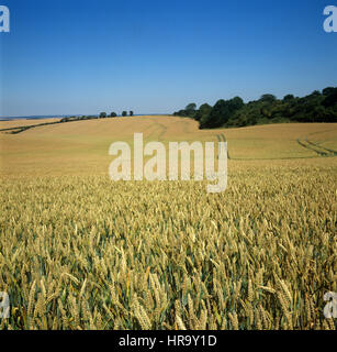 Reifende Weizenernte auf einem rollenden Downland-Feld im Juli in West Berkshire Stockfoto