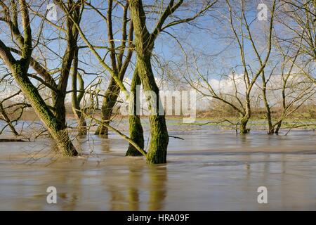 Weiden, die den Fluss Avon teilweise Farbsäume untergetaucht nach Wochen der Starkregen es verursacht zu seinen Ufern, Lacock, Wiltshire, Großbritannien, Februar 2014 platzen. Stockfoto