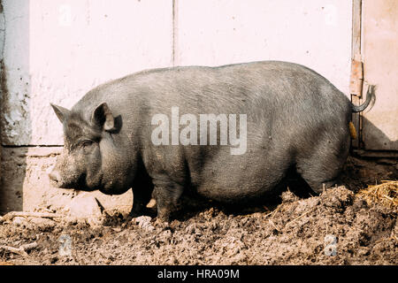 Haushalt A große schwarze Katze im Bauernhof. Schweinehaltung ist Erziehung und Zucht von Hausschweinen. Es ist ein Zweig der Tierhaltung. Schweine werden angehoben Princip Stockfoto