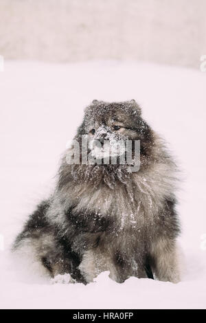 Lustige Keeshond Hund spielen im Freien im Schnee. Winter-Saison. Hundetraining im Freien. Stockfoto