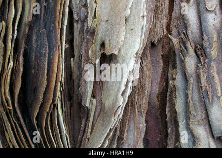 Die Rinde der jungen Küsten Mammutbaum Sequoia Sempervirens, teils überdachte mit Moos-Textur oder Hintergrund Stockfoto