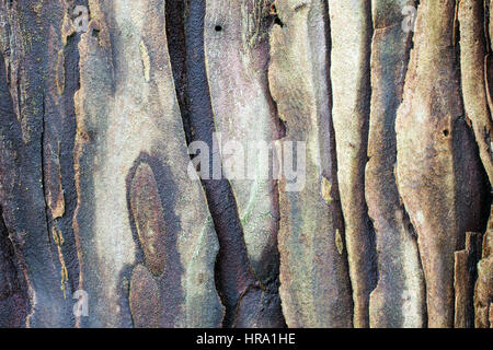 Die Rinde der jungen coastal Redwood, Sequoia Sempervirens-Textur oder Hintergrund Stockfoto