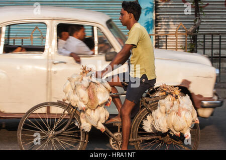 Essen, Normen, Live, frisch, Hühner, wird genommen, mit dem Fahrrad, zu Hogg, New, Markt, Calcutta, Kolkata, West, Bengal, West Bengalen, Indien, Indian, Asia, asiatisch, Stockfoto