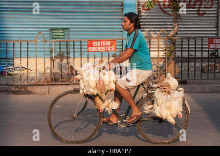 Essen, Normen, Live, frisch, Hühner, wird genommen, mit dem Fahrrad, zu Hogg, New, Markt, Calcutta, Kolkata, West, Bengal, West Bengalen, Indien, Indian, Asia, asiatisch, Stockfoto