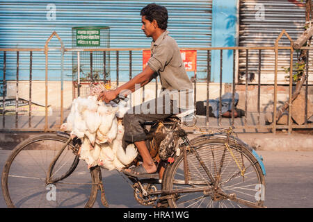 Essen, Normen, Live, frisch, Hühner, wird genommen, mit dem Fahrrad, zu Hogg, New, Markt, Calcutta, Kolkata, West, Bengal, West Bengalen, Indien, Indian, Asia, asiatisch, Stockfoto