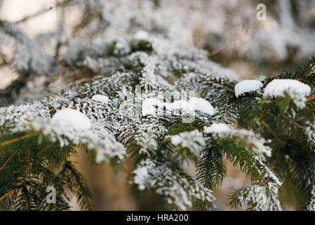 Tannenzweigen bedeckt mit Frost im Winter Tag Wunder Stockfoto