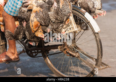 Essen, Normen, Live, frisch, Hühner, wird genommen, mit dem Fahrrad, zu Hogg, New, Markt, Calcutta, Kolkata, West, Bengal, West Bengalen, Indien, Indian, Asia, asiatisch, Stockfoto