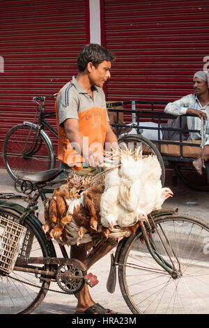 Essen, Normen, Live, frisch, Hühner, wird genommen, mit dem Fahrrad, zu Hogg, New, Markt, Calcutta, Kolkata, West, Bengal, West Bengalen, Indien, Indian, Asia, asiatisch, Stockfoto