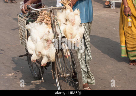 Essen, Normen, Live, frisch, Hühner, wird genommen, mit dem Fahrrad, zu Hogg, New, Markt, Calcutta, Kolkata, West, Bengal, West Bengalen, Indien, Indian, Asia, asiatisch, Stockfoto