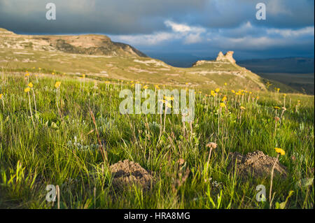 Die hohe Wiesen des Golden Gate Highlands National Park in der Free State of South Africa kombinieren Sie schöne Landschaft und die Tierwelt. Stockfoto