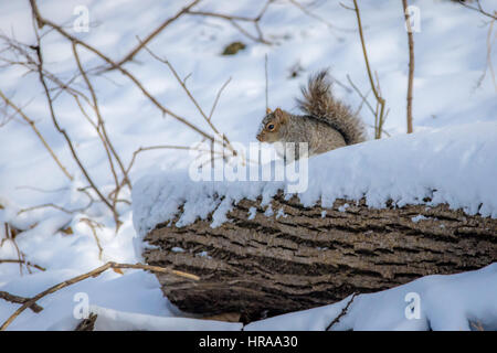 Graue Eichhörnchen im Schnee Stockfoto