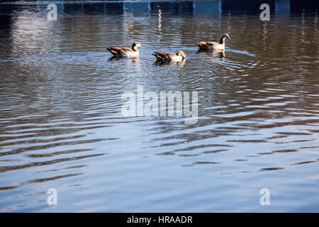 Ägyptische Gänse am Grand Union Canal Stockfoto