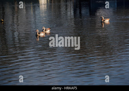 Ägyptische Gänse am Grand Union Canal Stockfoto