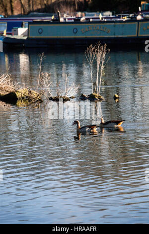 Ägyptische Gänse am Grand Union Canal Stockfoto