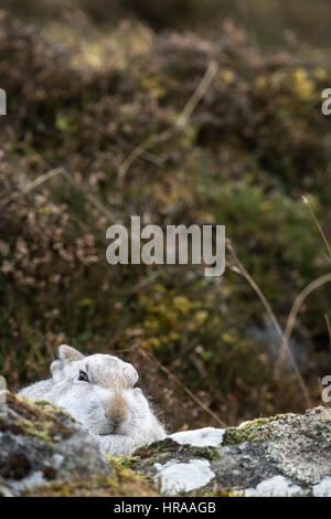 Berg-Hase-Cairngorms-Nationalpark Stockfoto