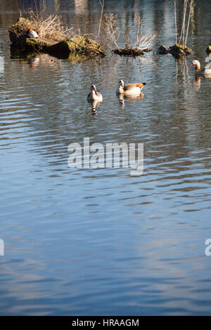 Ägyptische Gänse am Grand Union Canal Stockfoto