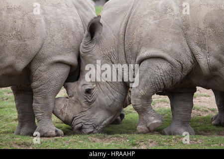 Südliche Breitmaulnashorn (Ceratotherium Simum Simum). Stockfoto