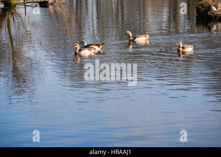 Ägyptische Gänse am Grand Union Canal Stockfoto