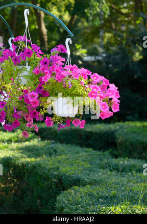 Petunien Blumen in Töpfen hängen im park Stockfoto