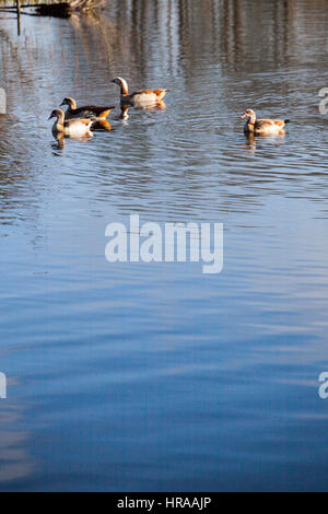 Ägyptische Gänse am Grand Union Canal Stockfoto