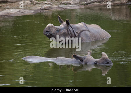 Panzernashorn (Rhinoceros Unicornis) schwimmen. Tierwelt Tier. Stockfoto