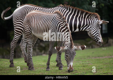 GREVY Zebra (Equus Grevyi), auch bekannt als die imperialen Zebra. Stockfoto