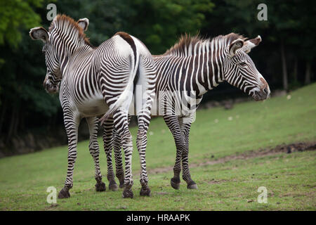 GREVY Zebra (Equus Grevyi), auch bekannt als die imperialen Zebra. Stockfoto