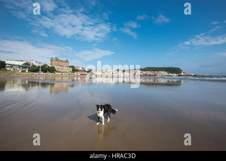 Border-Collie am Strand von Scarborough, North Yorkshire, England. Stockfoto