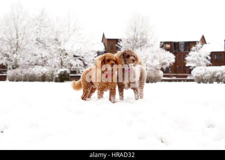 Pudel im Schnee, Spaziergänge in Strathaven Stockfoto