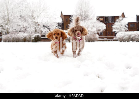 Pudel im Schnee, Spaziergänge in Strathaven Stockfoto