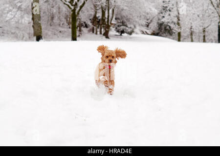 Pudel im Schnee, Spaziergänge in Strathaven Stockfoto