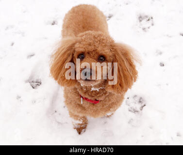 Pudel im Schnee, Spaziergänge in Strathaven Stockfoto