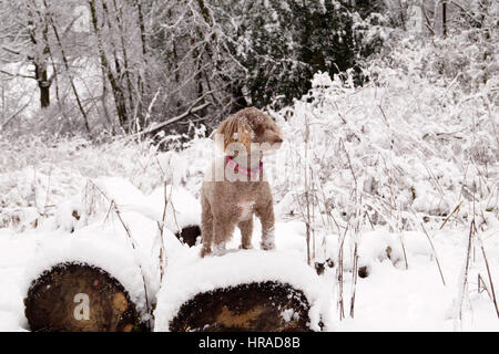 Pudel im Schnee, Spaziergänge in Strathaven Stockfoto