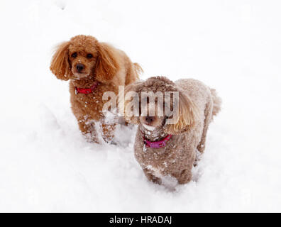 Pudel im Schnee, Spaziergänge in Strathaven Stockfoto