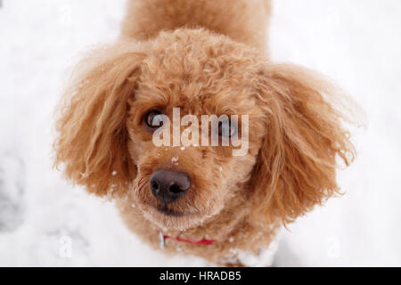 Pudel im Schnee, Spaziergänge in Strathaven Stockfoto