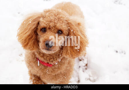 Pudel im Schnee, Spaziergänge in Strathaven Stockfoto