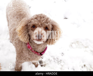 Pudel im Schnee, Spaziergänge in Strathaven Stockfoto