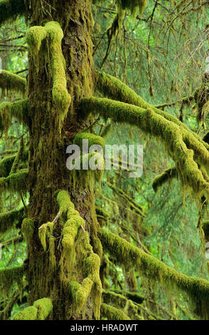 Moos bewachsenen Baum in einem gemäßigten Regenwald, olympic Nationalpark, Washington, Vereinigte Staaten von Amerika Stockfoto