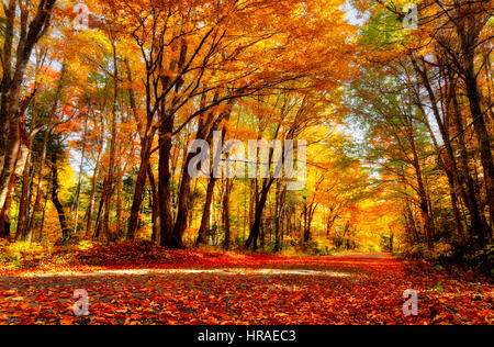 Feuriger Herbstfärbung im Herbst in Gaspesie, Quebec Stockfoto