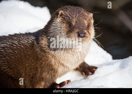 Fischotter, eurasische Fischotter, Lutra Lutra, Stockfoto