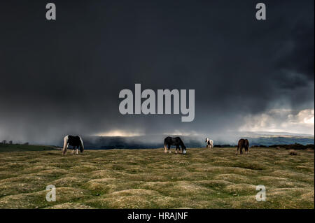 Schwarze Berge Ponys und Blick auf Heu Bluff in die schwarzen Berge, Brecon Beacons Natiopnal Park, Wales, UK Stockfoto