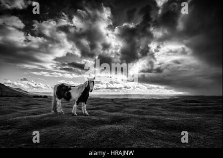 Schwarze Berge Ponys und Blick auf Heu Bluff in die schwarzen Berge, Brecon Beacons Natiopnal Park, Wales, UK Stockfoto